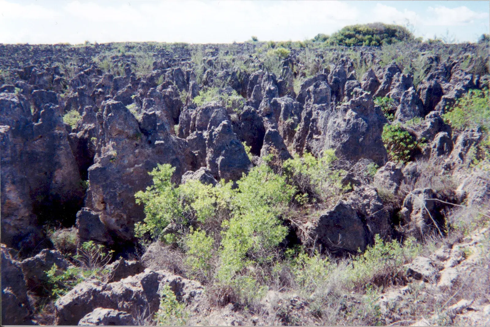 Jagged grey limestone pinnacles left across the interior of Banaba after decades of phosphate strip mining