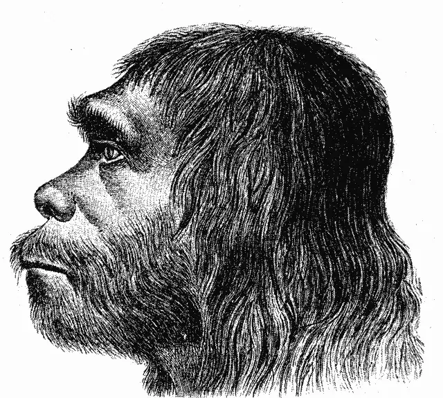 Museum reconstruction of a male Neanderthal's head and upper body, showing the heavy brow ridge and stocky build