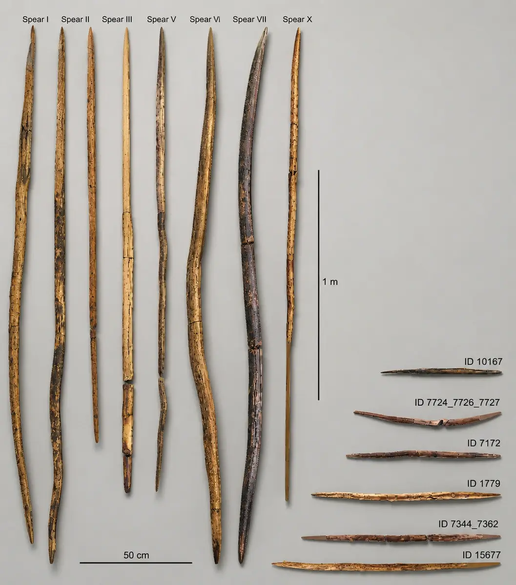 Long tapered wooden spear preserved in dark sediment, displayed horizontally in a museum case