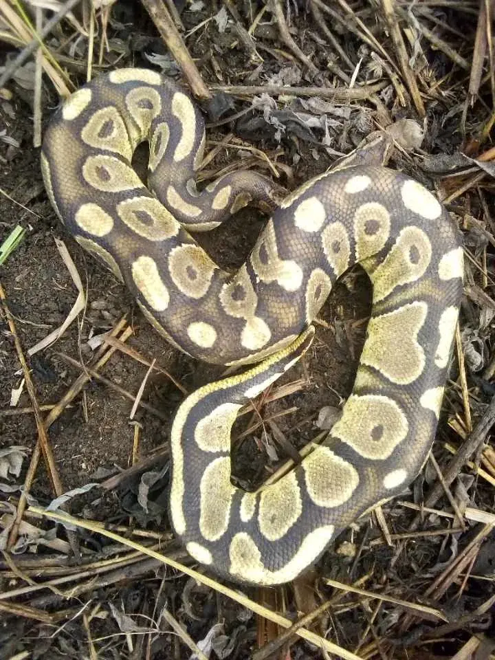 A snake camouflaged among dry leaves and undergrowth, barely visible