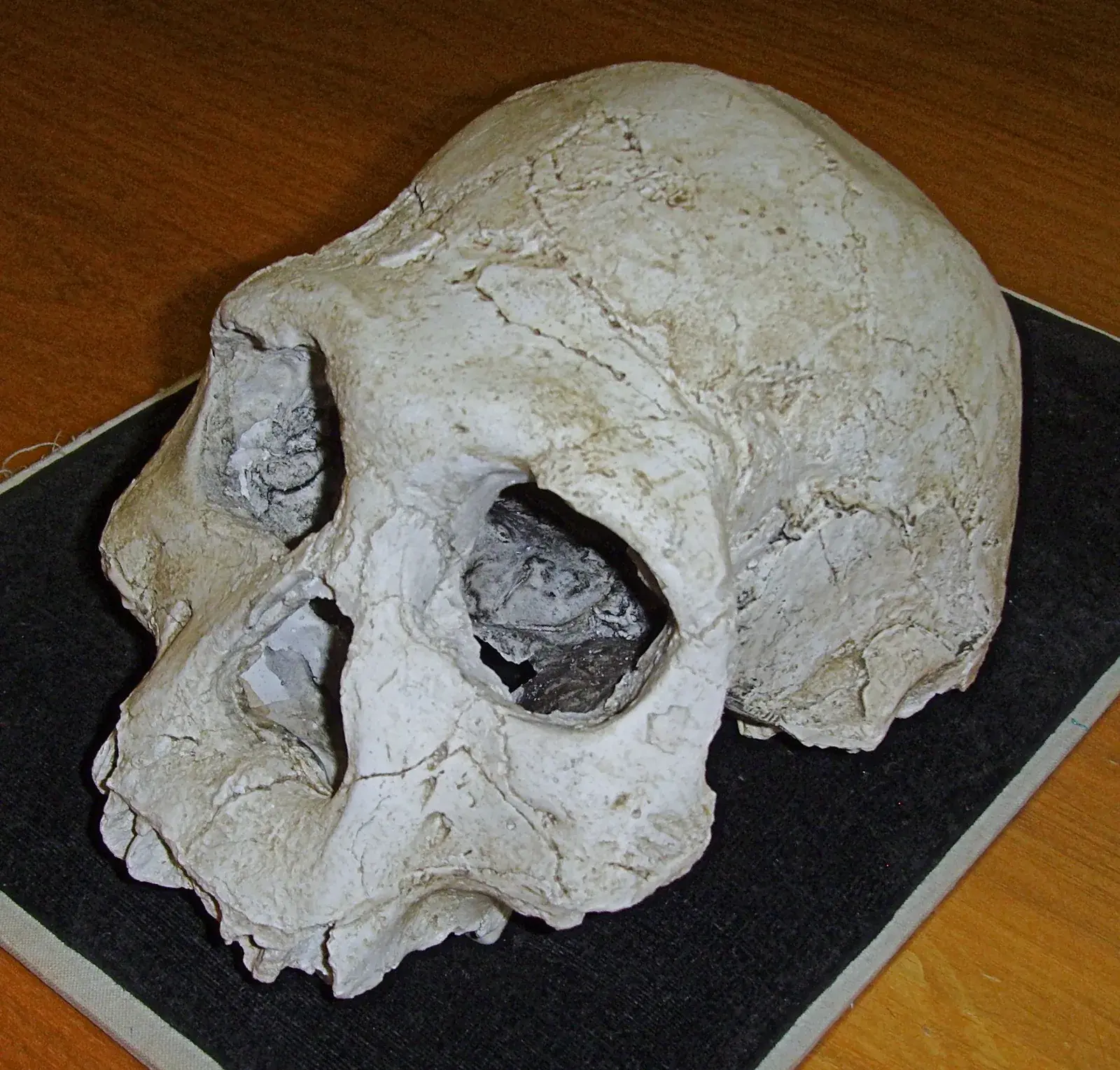 A large, robust fossil hominin skull with a long low cranial vault and heavy brow ridges